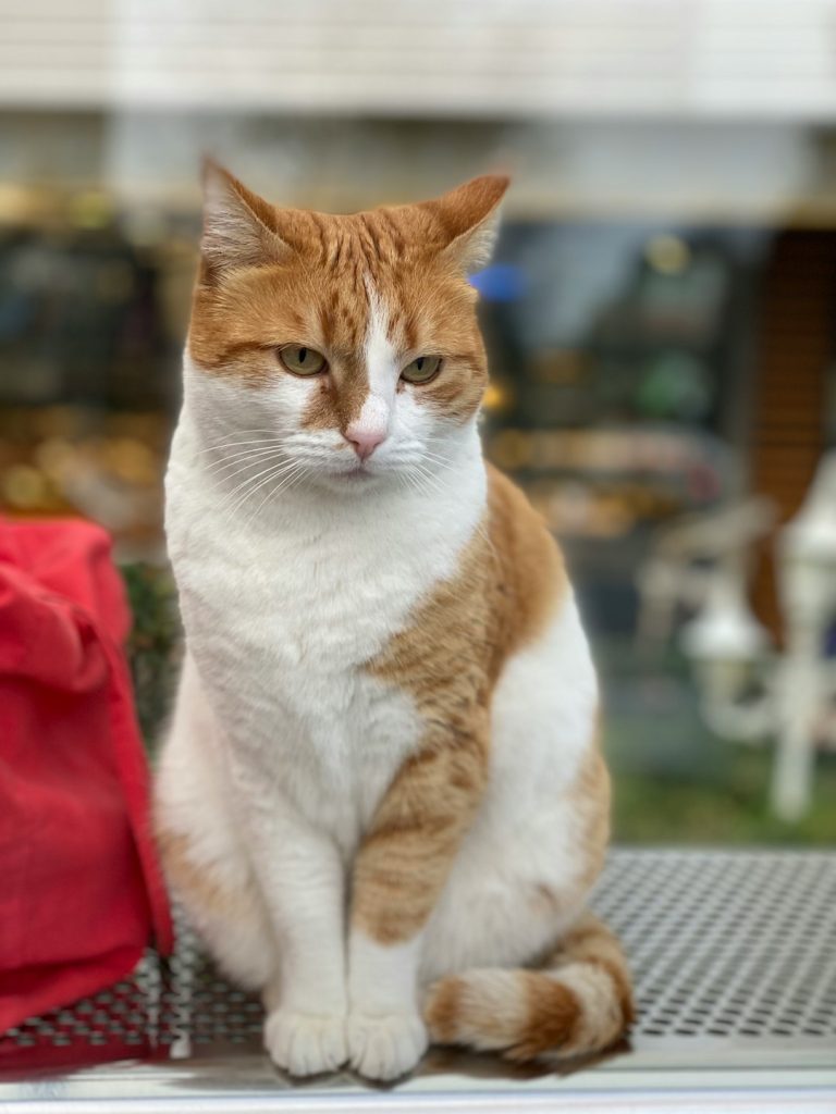 Beşiktaş ile ilgili fotoğraf